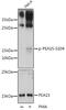 Proliferation And Apoptosis Adaptor Protein 15 antibody, GTX66602, GeneTex, Western Blot image 