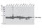 NME/NM23 Nucleoside Diphosphate Kinase 1 antibody, 5353S, Cell Signaling Technology, Western Blot image 