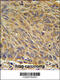 CD99 Molecule Like 2 antibody, 61-953, ProSci, Immunohistochemistry frozen image 