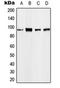 Eukaryotic Translation Elongation Factor 2 antibody, orb216091, Biorbyt, Western Blot image 