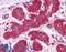 Junction Plakoglobin antibody, LS-B4364, Lifespan Biosciences, Immunohistochemistry frozen image 