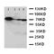 Glutamate-Cysteine Ligase Catalytic Subunit antibody, LS-C312650, Lifespan Biosciences, Western Blot image 