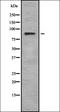 Ribosomal Protein S6 Kinase A6 antibody, orb378404, Biorbyt, Western Blot image 