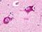 Histamine Receptor H3 antibody, LS-A475, Lifespan Biosciences, Immunohistochemistry frozen image 