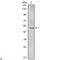 NFKB Inhibitor Beta antibody, LS-C814017, Lifespan Biosciences, Western Blot image 