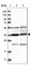 PAK1 Interacting Protein 1 antibody, HPA030112, Atlas Antibodies, Western Blot image 