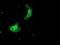Sorting Nexin 8 antibody, NBP2-45896, Novus Biologicals, Immunofluorescence image 