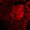 Interleukin 23 Subunit Alpha antibody, A01097-2, Boster Biological Technology, Immunofluorescence image 