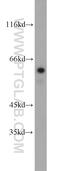 RIC8 Guanine Nucleotide Exchange Factor A antibody, 11138-1-AP, Proteintech Group, Western Blot image 