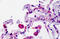 Smoothened, Frizzled Class Receptor antibody, MBS244930, MyBioSource, Immunohistochemistry frozen image 
