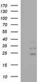 Interleukin-1 alpha antibody, TA506847, Origene, Western Blot image 