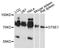 G2 And S-Phase Expressed 1 antibody, A06497, Boster Biological Technology, Western Blot image 