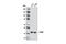 Cellular Communication Network Factor 3 antibody, 8767S, Cell Signaling Technology, Western Blot image 