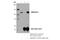 SWI/SNF Related, Matrix Associated, Actin Dependent Regulator Of Chromatin, Subfamily A Like 1 antibody, 44717S, Cell Signaling Technology, Immunoprecipitation image 