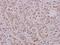 Cell Division Cycle 25A antibody, PA5-36711, Invitrogen Antibodies, Immunohistochemistry frozen image 