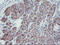 Peptidylprolyl Isomerase Like 6 antibody, LS-C797592, Lifespan Biosciences, Immunohistochemistry frozen image 