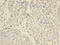 STEAP3 Metalloreductase antibody, CSB-PA717655LA01HU, Cusabio, Immunohistochemistry paraffin image 