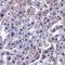 Caspase 14 antibody, PA5-20297, Invitrogen Antibodies, Immunohistochemistry frozen image 