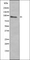 Olfactory Receptor Family 2 Subfamily V Member 1 antibody, orb335664, Biorbyt, Western Blot image 