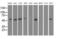 5'-Nucleotidase Domain Containing 1 antibody, MA5-25216, Invitrogen Antibodies, Western Blot image 