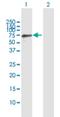 General transcription factor II-I repeat domain-containing protein 2 antibody, H00084163-B01P, Novus Biologicals, Western Blot image 