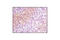 PRAS40 antibody, 2997T, Cell Signaling Technology, Immunohistochemistry paraffin image 