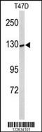 Potassium Voltage-Gated Channel Subfamily H Member 7 antibody, MBS9205452, MyBioSource, Western Blot image 