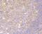 O-GlcNAcase antibody, A03465, Boster Biological Technology, Immunohistochemistry frozen image 