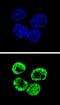 Cyclin I Family Member 2 antibody, abx026494, Abbexa, Immunofluorescence image 