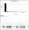 Histone Cluster 4 H4 antibody, 720105, Invitrogen Antibodies, Dot Blot image 