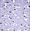 RISC-loading complex subunit TARBP2 antibody, LS-C161703, Lifespan Biosciences, Immunohistochemistry frozen image 