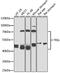 Thymine DNA Glycosylase antibody, 19-838, ProSci, Western Blot image 