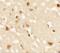 Androgen Induced 1 antibody, NBP2-41166, Novus Biologicals, Immunohistochemistry paraffin image 