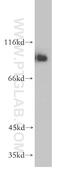 Nibrin antibody, 55025-1-AP, Proteintech Group, Western Blot image 