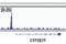 NK3 Homeobox 1 antibody, 83700T, Cell Signaling Technology, Chromatin Immunoprecipitation image 