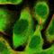 Ribonuclease/Angiogenin Inhibitor 1 antibody, HPA039223, Atlas Antibodies, Immunofluorescence image 