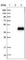 Cell Growth Regulator With EF-Hand Domain 1 antibody, HPA008241, Atlas Antibodies, Western Blot image 