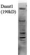 DNA Methyltransferase 1 antibody, orb67388, Biorbyt, Western Blot image 