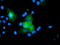 USP54 antibody, LS-C175224, Lifespan Biosciences, Immunofluorescence image 