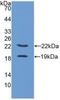 Placental Growth Factor antibody, LS-C295930, Lifespan Biosciences, Western Blot image 
