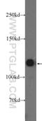 KRI1 Homolog antibody, 16243-1-AP, Proteintech Group, Western Blot image 