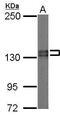 Pumilio homolog 2 antibody, GTX107995, GeneTex, Western Blot image 