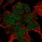 TBK1 Binding Protein 1 antibody, HPA062347, Atlas Antibodies, Immunocytochemistry image 