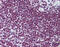 Forkhead Box O3 antibody, 51-950, ProSci, Immunohistochemistry frozen image 