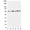 AKT Serine/Threonine Kinase 3 antibody, R31321, NSJ Bioreagents, Western Blot image 