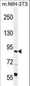 TFIIIC90 antibody, LS-C161821, Lifespan Biosciences, Western Blot image 