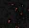 G Protein-Coupled Receptor Kinase 6 antibody, NBP2-41248, Novus Biologicals, Immunofluorescence image 