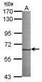 NudC Domain Containing 1 antibody, PA5-30857, Invitrogen Antibodies, Western Blot image 