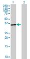 Sestrin 3 antibody, H00143686-B01P, Novus Biologicals, Western Blot image 