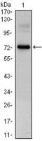 Clock Circadian Regulator antibody, MA5-15625, Invitrogen Antibodies, Western Blot image 